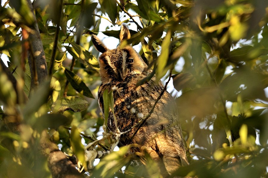 il Lato B delle STAR